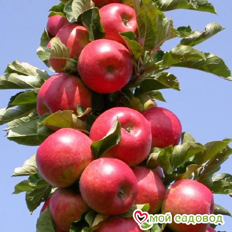 Яблоня колоновидная Московское ожерелье