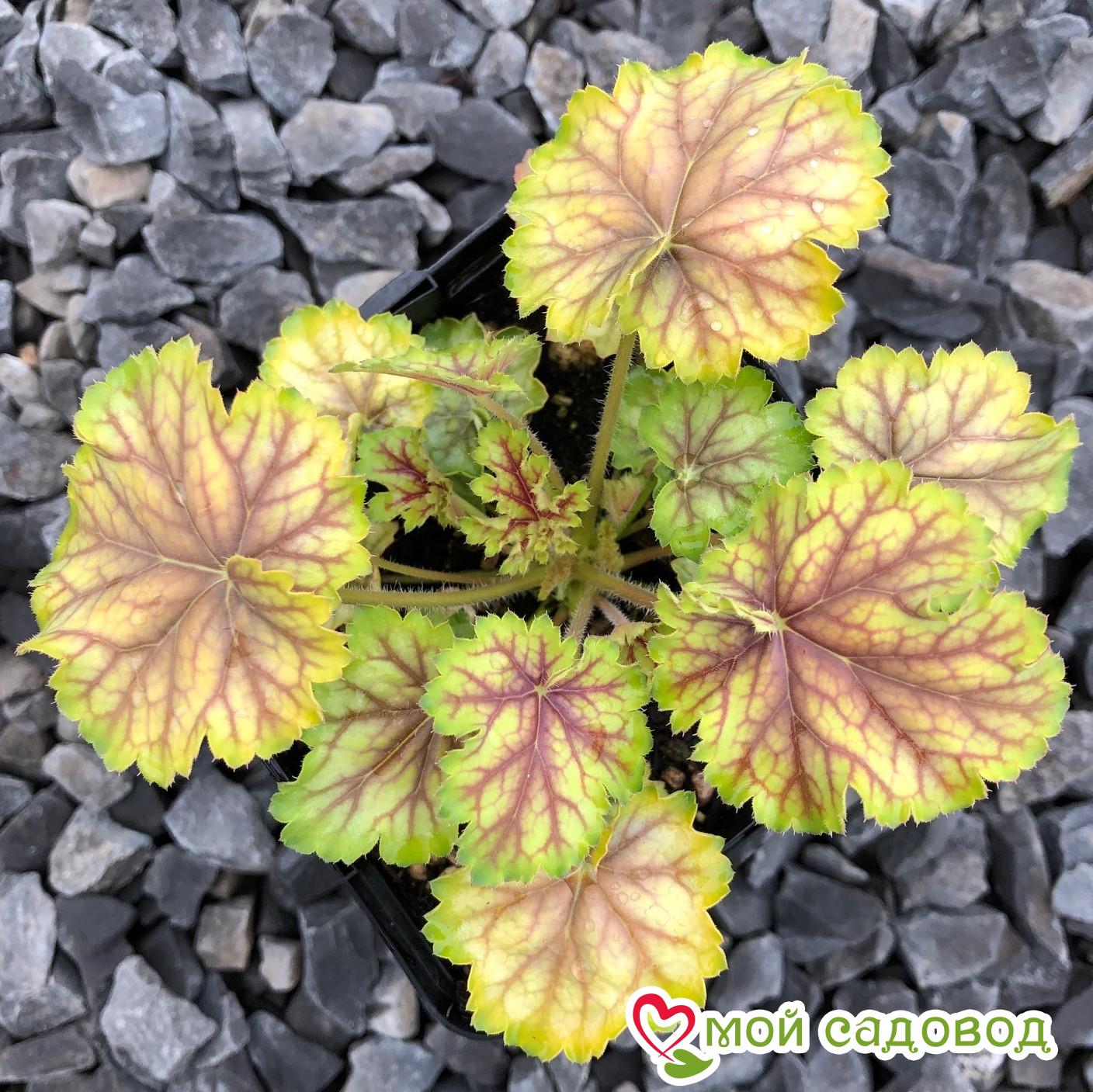 Гейхера Ренуар