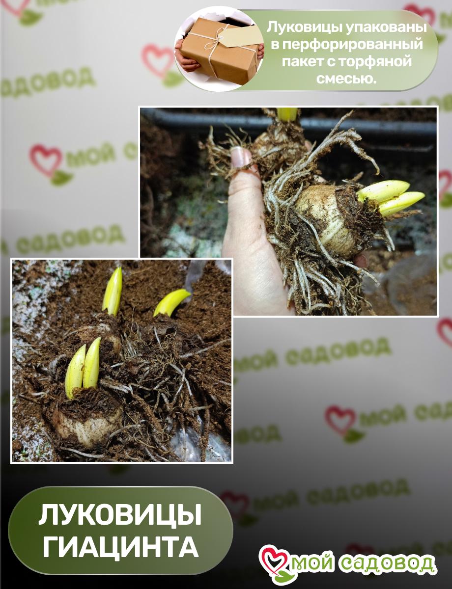 Гиацинт Пинк Мари